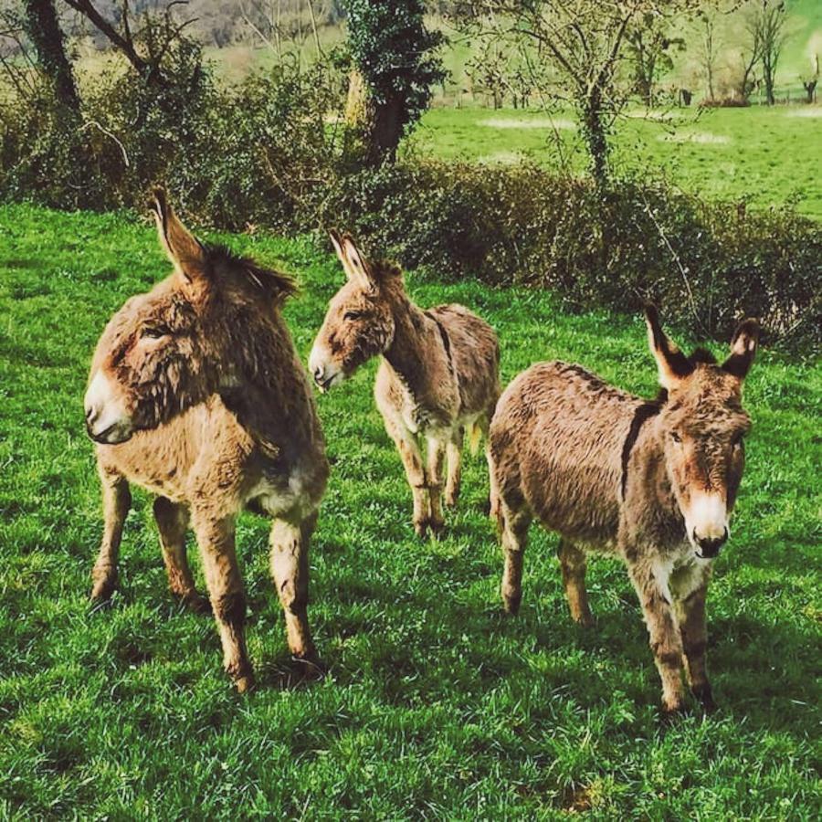Gites Les Demeures De Valette Azay-le-Brule Exteriér fotografie
